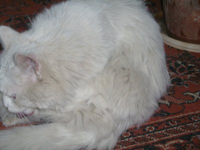 IMGP1295.JPG