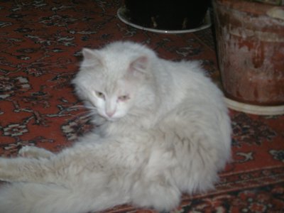 IMGP1296.JPG