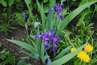 DSC_1971.JPG