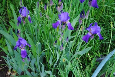 DSC_1972.JPG