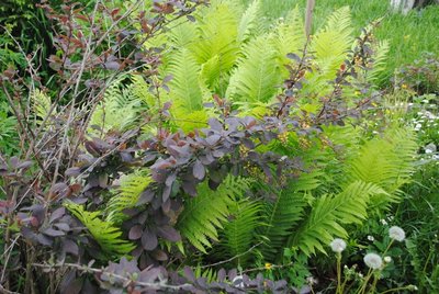 DSC_1976.JPG