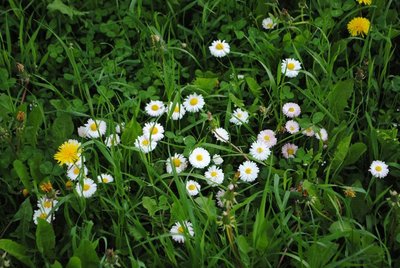 DSC_1975.JPG