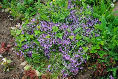 DSC_1978.JPG