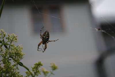 DSC_2085-1.JPG