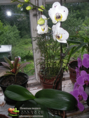 орхидеи.gif