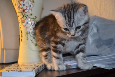 кот.jpg