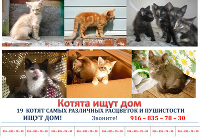 котята  макет -pdf.jpg