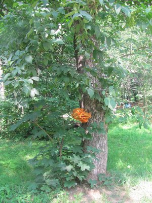 IMG_4318.JPG