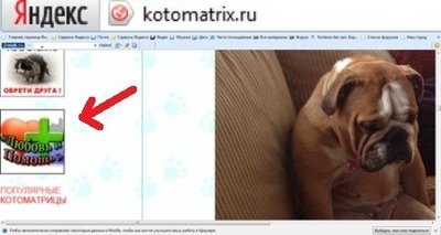 котоМ.jpg