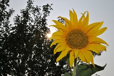 DSC_10113.jpg