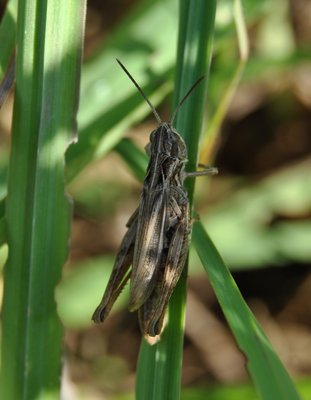 DSC_15951.jpg