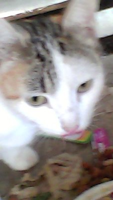 IMG00078.jpg