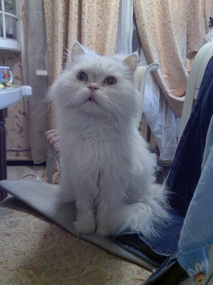 Маркиз1.jpg
