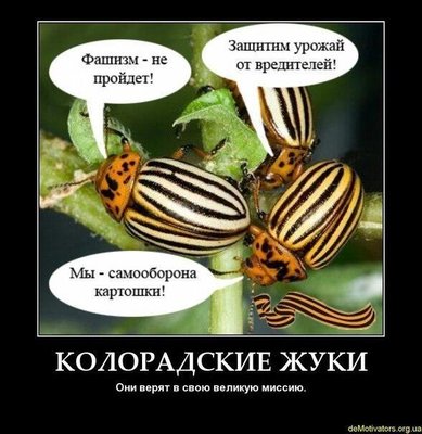 жуки.jpg