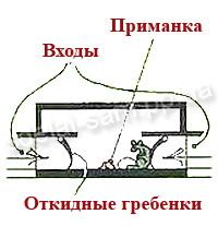 lovushka5.jpg