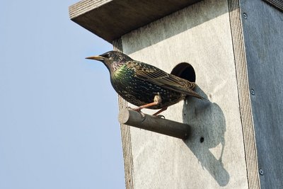 starling03.jpg