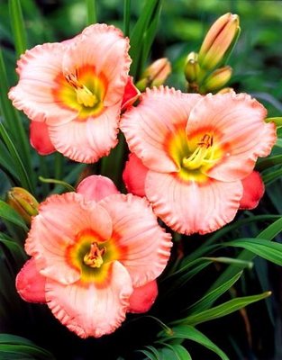 image (26).jpg