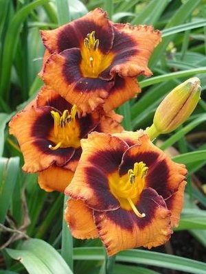 image (25).jpg