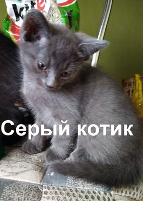 Котик.jpg