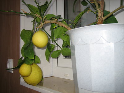 Урожай лимоновый.JPG