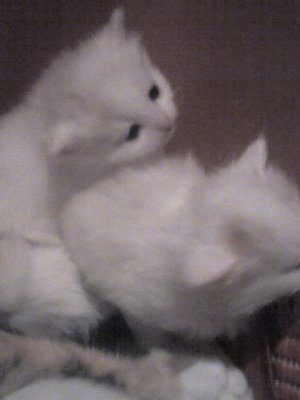 2 белых котика (2).jpg