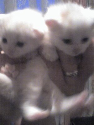 2 котика. белых..jpg