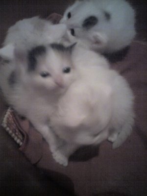 3-х цв.кошка+белый котик+белая кошка с серым пятнышком на голове.jpg