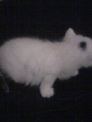 белая кошка с серым пятнышком.jpg