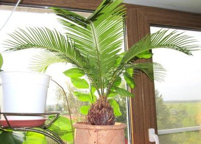 Cycas revoluta.JPG