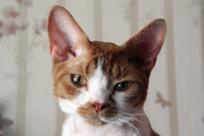 IMG_0521.gif