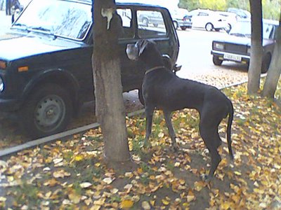 IMG0019A.jpg